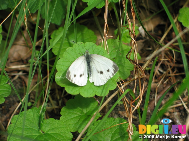 28127 Butterfly Small Cabbage White (Pieris rapae)